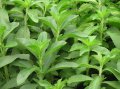 Stevia plante sucre